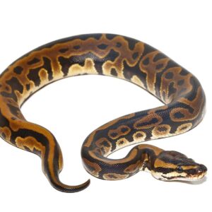 Baby Leopard Ball Python For Sale