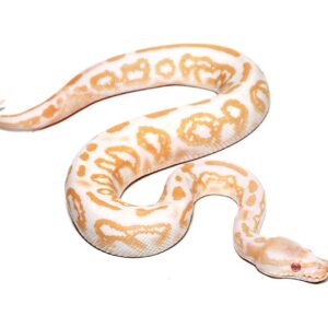 Baby Male Albino Black Pastel Ball Python For Sale