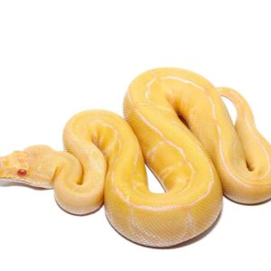 Baby Male Albino Pinstripe Ball Python For sale