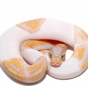 Baby Male Banana Pied Ball Python For Sale