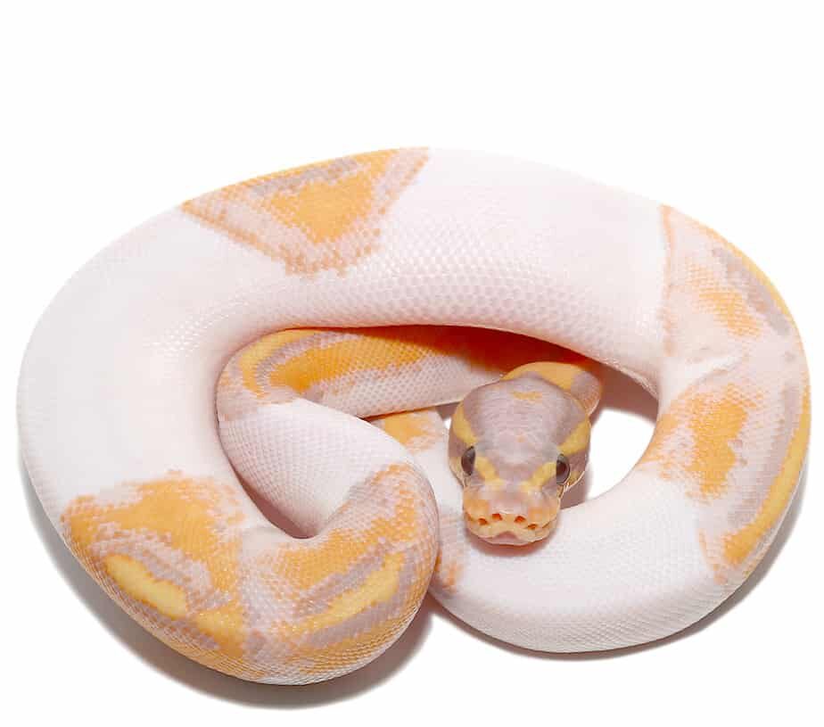Baby Male Banana Pied Ball Python For Sale