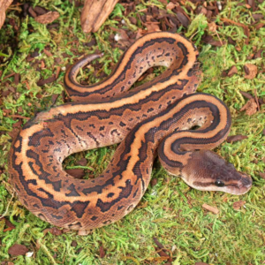 Baby Male Cinnamon Pinstripe Ball Python For Sale