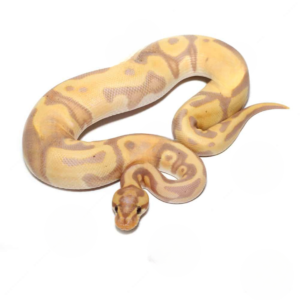 Leopard Banana Orange Dream Enchi Het Pied Ball Python For Sale