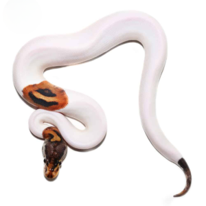 Baby Male Pastel Pied Ball Python For Sale