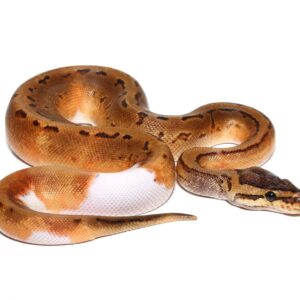 Baby Male Pinstriped Pied Ball Python For Sale