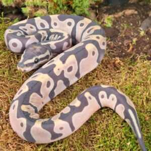 Baby Male Scaleless Ball Python For Sale