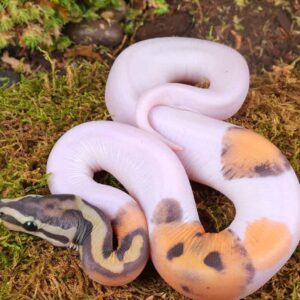 Baby Male Scaleless Pied Ball Python For Sale