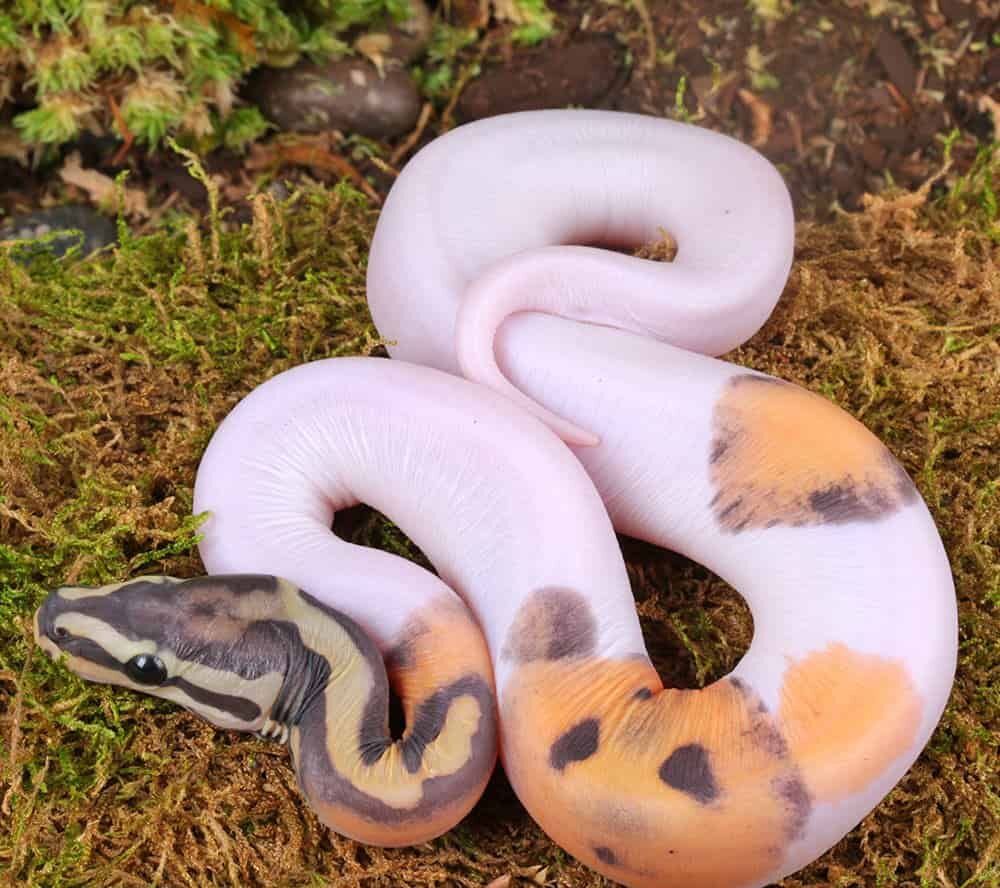 Baby Male Scaleless Pied Ball Python For Sale