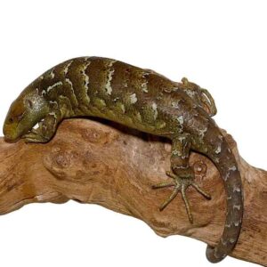 Baby Monkey Tail Skink For Sale