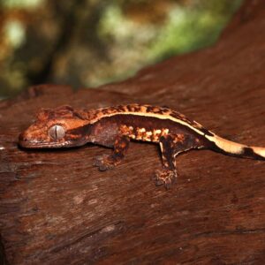 Baby Orange And Cream Pattern With Dark Red Base Partial Pinstripe Harlequin Crested Gecko For Sale