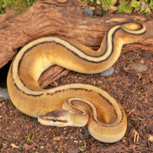 Baby Pastel Genetic Stripe Ball Python For Sale