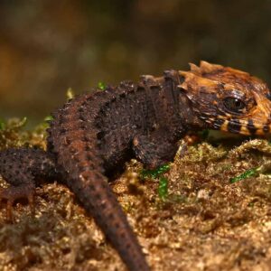 Baby Red Eyed Crocodile Skink For Sale