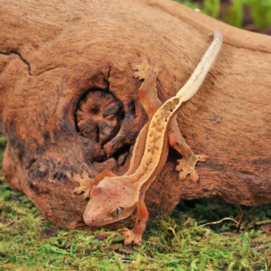 Baby Red Pinstripe Dalmatian Crested Gecko For Sale
