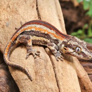 Baby Red Striped Gargoyle Gecko For Sale