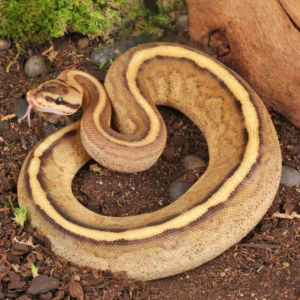 Baby Spector Spark Ball Python For Sale