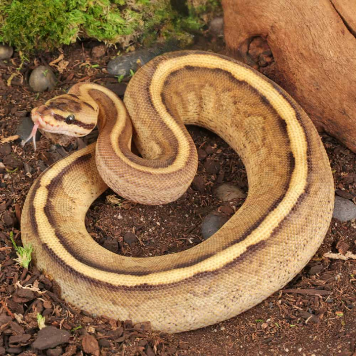 Baby Spector Spark Ball Python For Sale