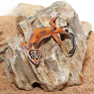 Baby Tangerine Clown Leopard Gecko For Sale