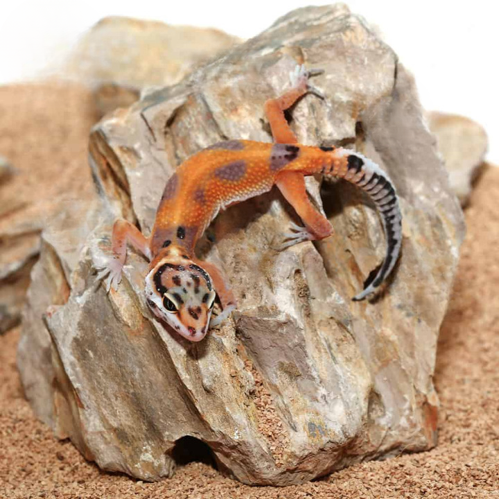 Baby Tangerine Clown Leopard Gecko For Sale