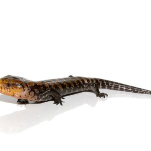 Baby Timika Blue Tongue Skink For Sale