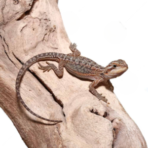 Baby Translucent Dunner Bearded Dragon For Sale