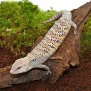 Blonde Northern Blue Tongue Skink For Sale