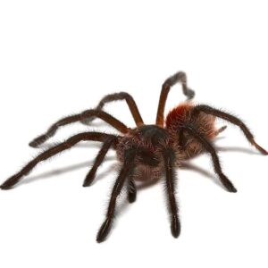 Brazilian Wooly Black Tarantula For Sale