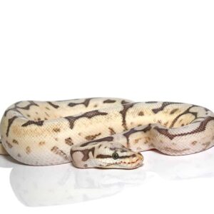 Bumblebee Calico Hypo Leopard Ball Python For Sale