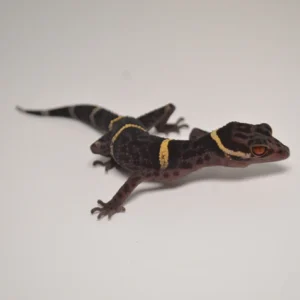 Baby Chinese Cave Gecko For Sale