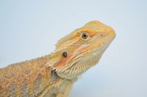 Citrus Dunner Leatherback Bearded Dragon For Sale - Image 2