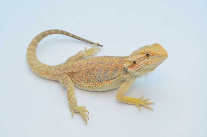 Baby Citrus Bearded Dragon For Sale - Image 3