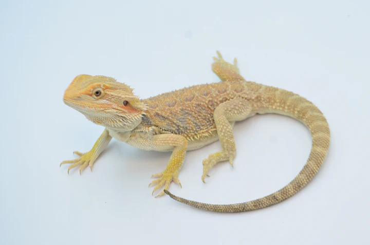 Baby Citrus Bearded Dragon For Sale - Image 4