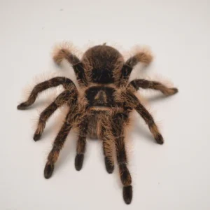 Invertebrates For Sale