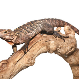 Cuban Rock Iguana Hybrid For Sale