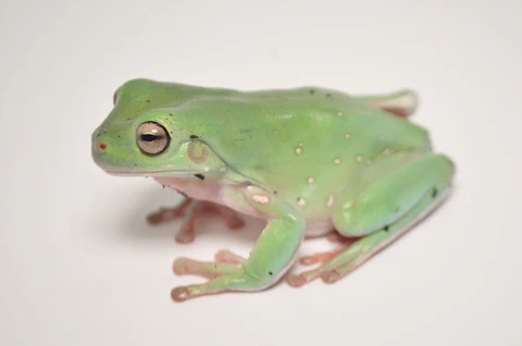 Dumpy Tree Frog For Sale - Image 2