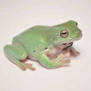 Dumpy Tree Frog For Sale