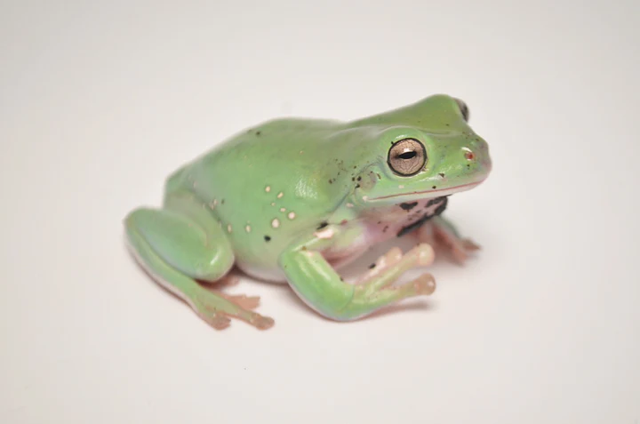Dumpy Tree Frog For Sale