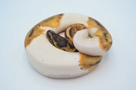 Yearling Male Fire Clown Ball Python For Sale - Image 3