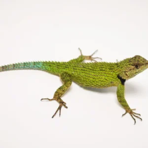 Emerald Swift For Sale