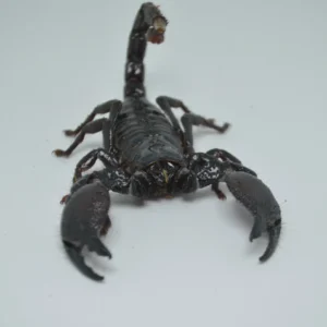 Emperor Scorpion For Sale