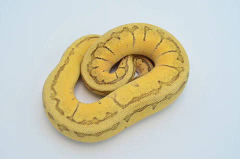 Pinstriped Pied Ball Python For Sale - Image 3