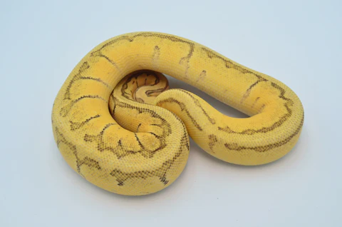 Pinstriped Pied Ball Python For Sale - Image 4