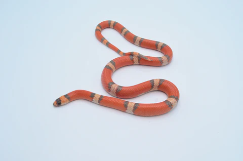 Baby Hypo Tangerine Honduran Milksnake For Sale - Image 2