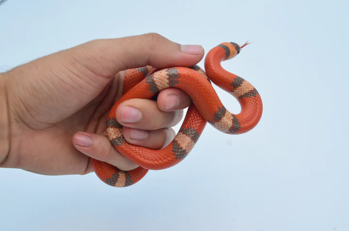 Baby Hypo Tangerine Honduran Milksnake For Sale - Image 3