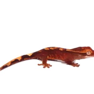 Ember Crested Gecko HYBRID For Sale