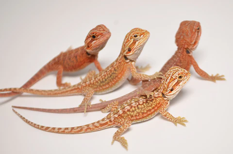 Baby Bearded Dragon For Sale - Image 2
