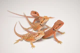 Baby Bearded Dragon For Sale - Image 3