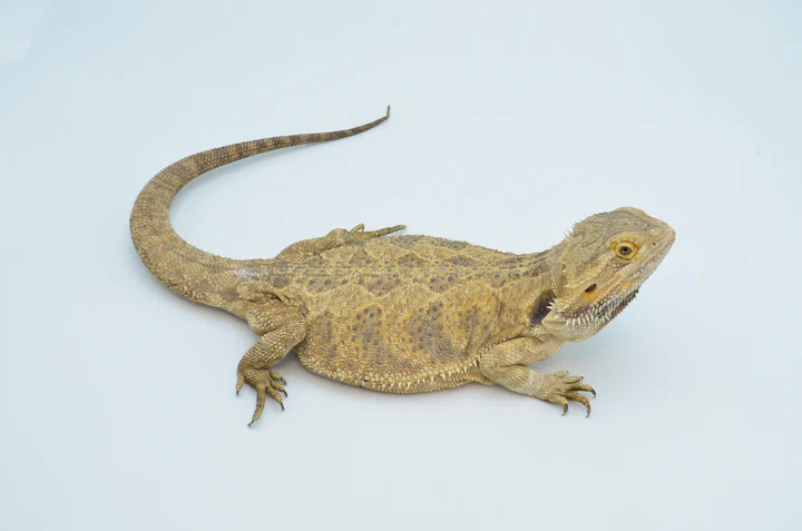 Baby Inferno Translucent Leatherback Dunner Bearded Dragon For Sale - Image 2