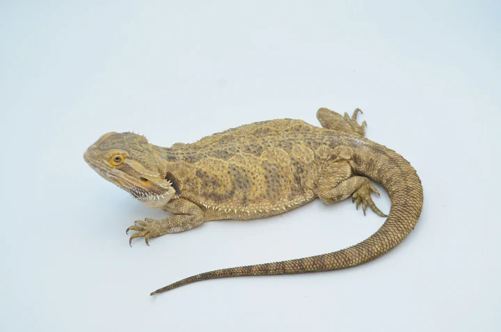 Citrus Dunner Leatherback Bearded Dragon For Sale - Image 3
