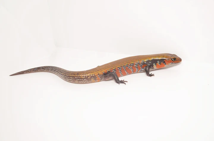 Fire Skink For Sale