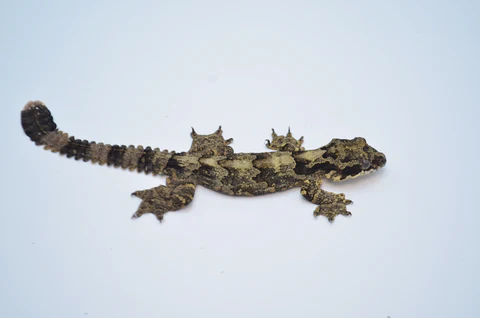 Flying Gecko For Sale - Image 2